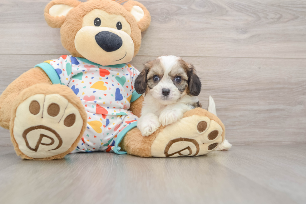 Hypoallergenic Cavalier Bichon Designer Puppy