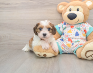 6 week old Cavachon Puppy For Sale - Florida Fur Babies