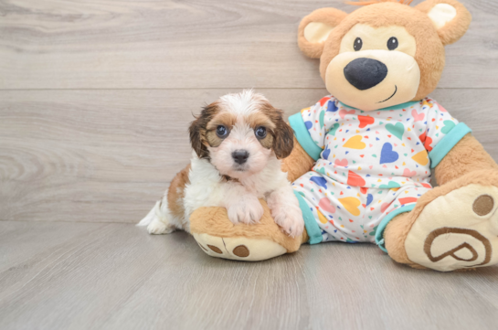 Cavachon Pup Being Cute