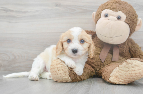 6 week old Cavachon Puppy For Sale - Florida Fur Babies