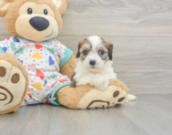 6 week old Cavachon Puppy For Sale - Florida Fur Babies