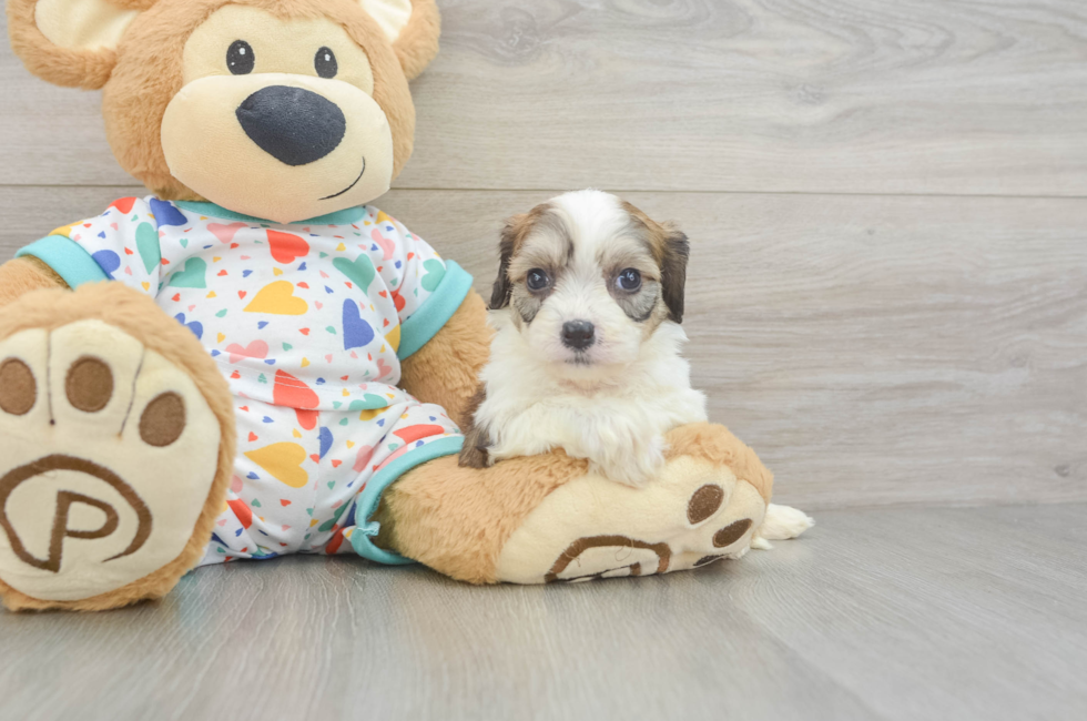 5 week old Cavachon Puppy For Sale - Florida Fur Babies