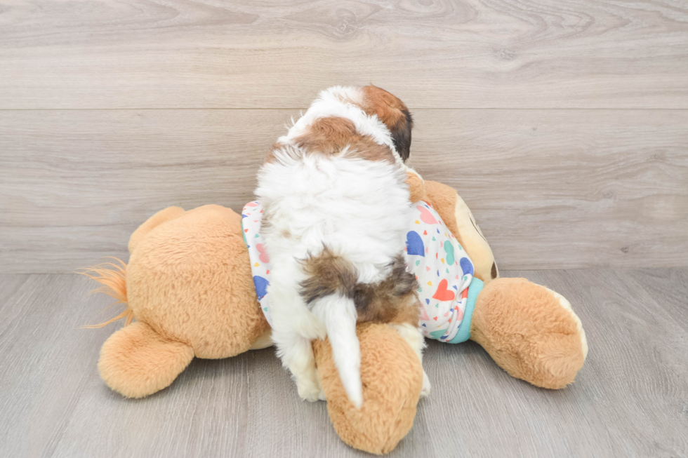 Petite Cavachon Designer Pup