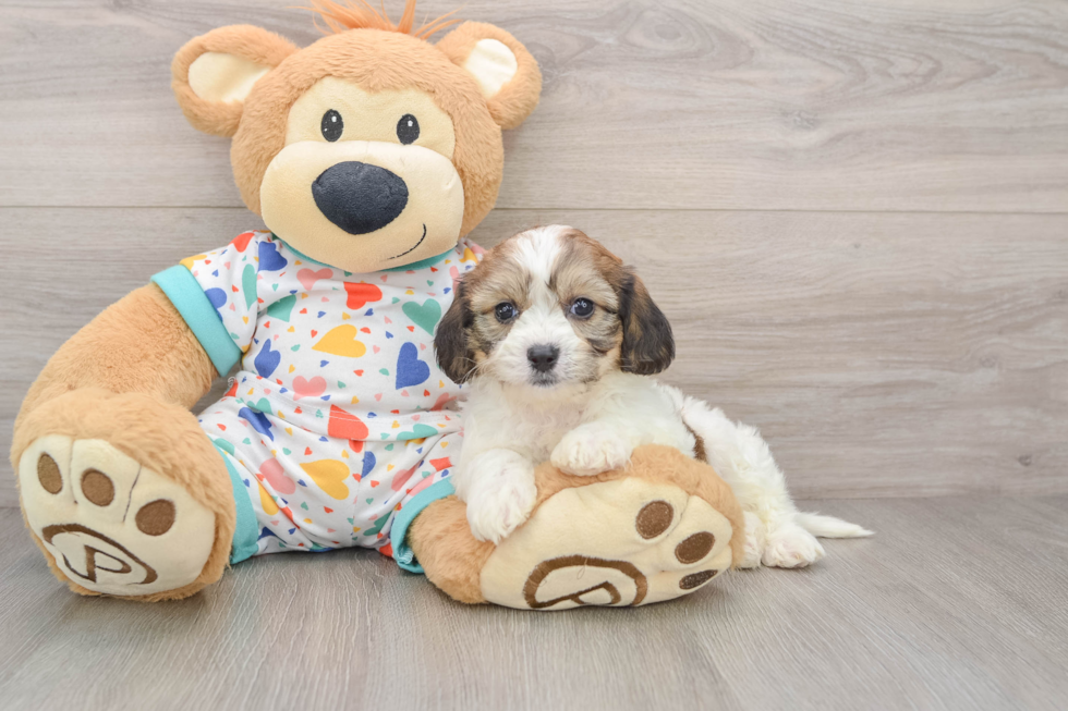Cavachon Pup Being Cute