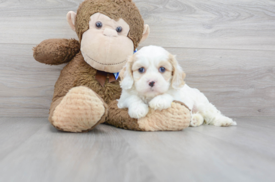 30 week old Cavachon Puppy For Sale - Florida Fur Babies
