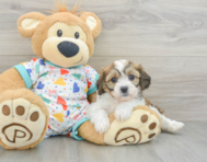 8 week old Cavachon Puppy For Sale - Florida Fur Babies