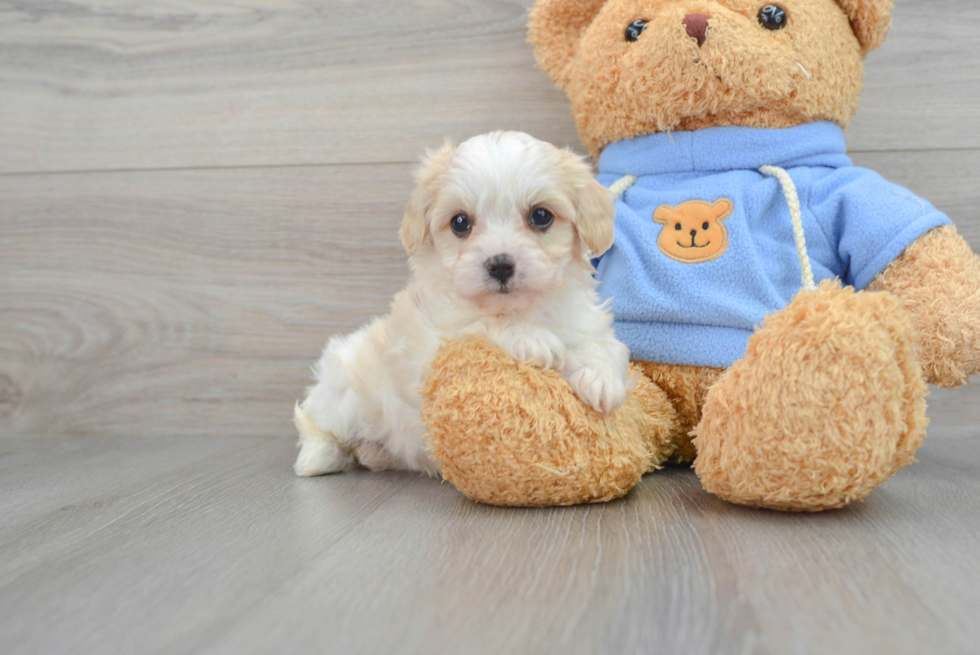 Popular Cavachon Designer Pup