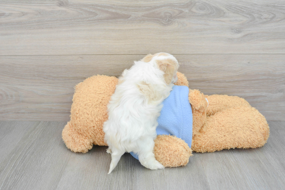 Hypoallergenic Cavalier Designer Puppy