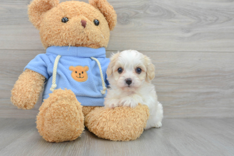 Cavachon Pup Being Cute