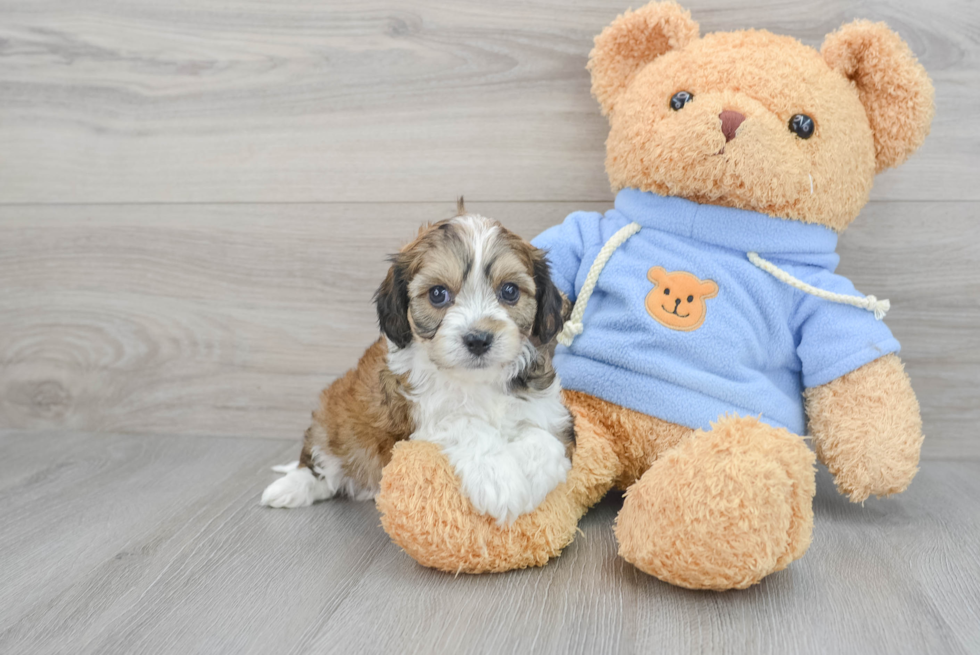 Cavachon Puppy for Adoption