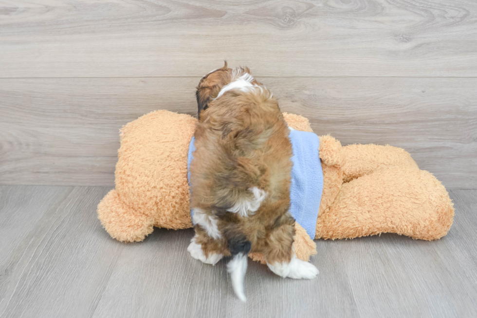 Cavachon Puppy for Adoption