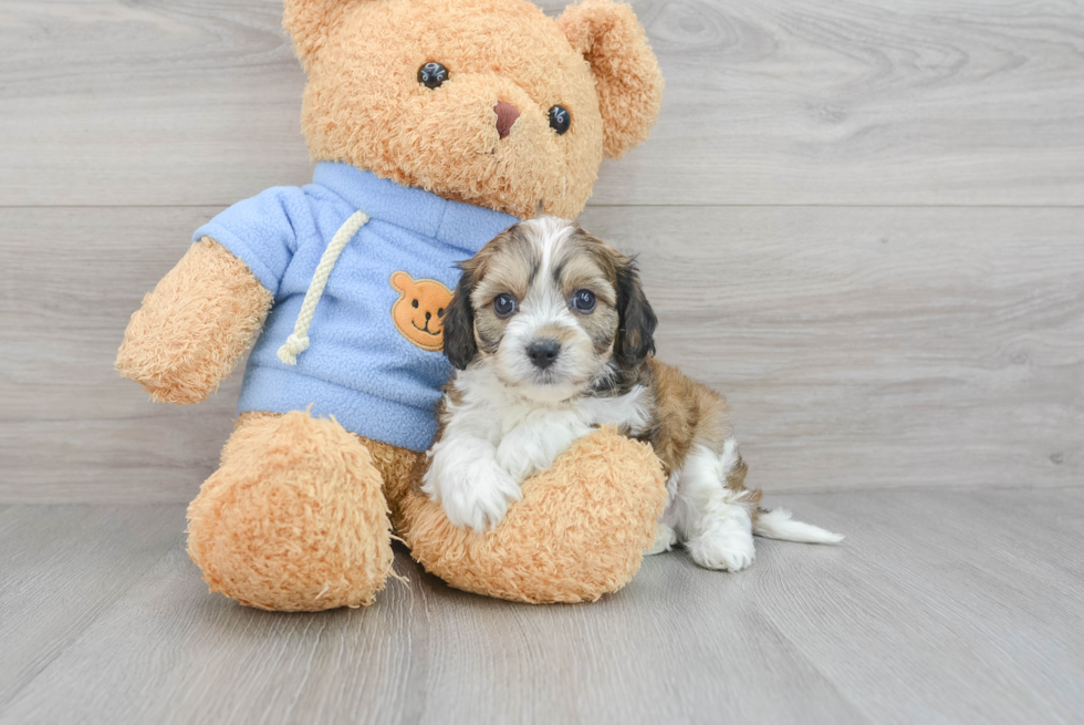 Cavachon Pup Being Cute