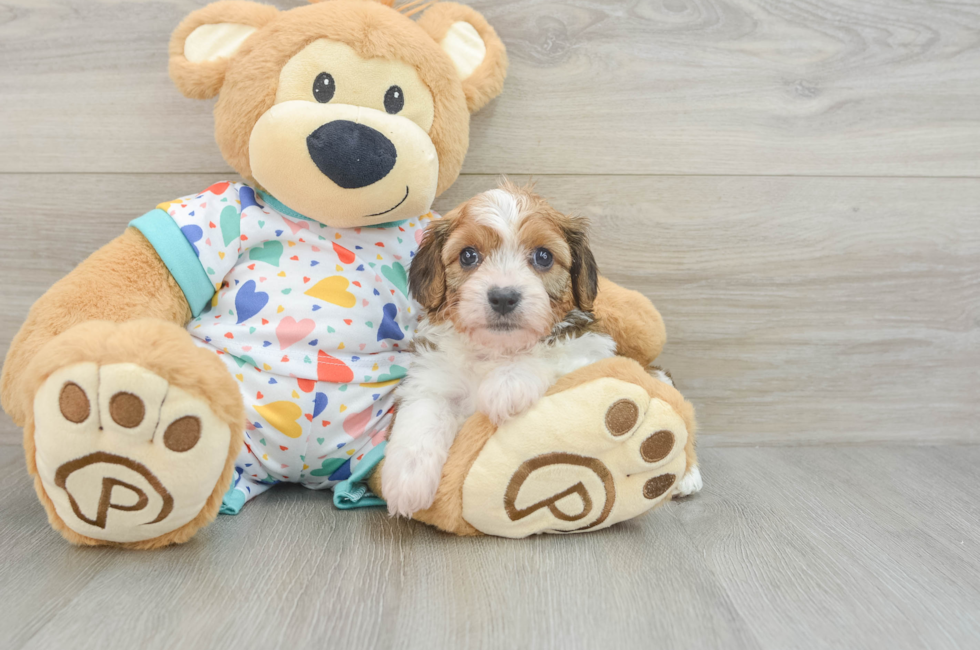 6 week old Cavachon Puppy For Sale - Florida Fur Babies