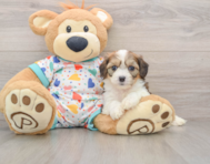 7 week old Cavachon Puppy For Sale - Florida Fur Babies
