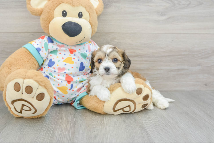 Smart Cavachon Designer Pup