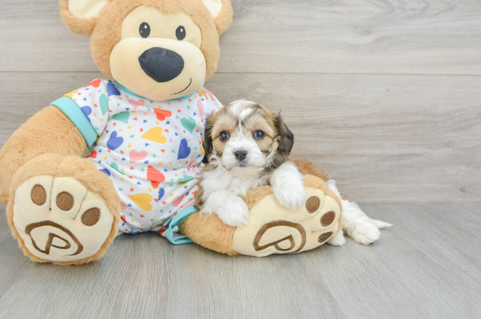 6 week old Cavachon Puppy For Sale - Florida Fur Babies