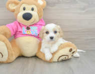 5 week old Cavachon Puppy For Sale - Florida Fur Babies