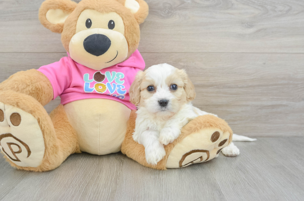 5 week old Cavachon Puppy For Sale - Florida Fur Babies