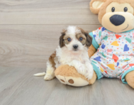 5 week old Cavachon Puppy For Sale - Florida Fur Babies