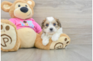 Petite Cavachon Designer Pup