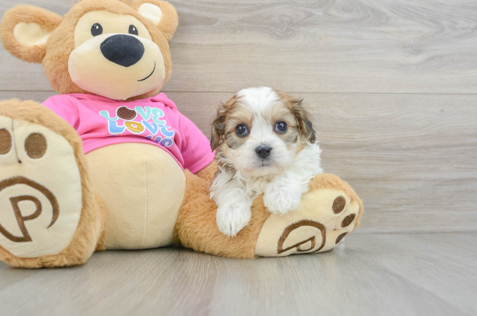 5 week old Cavachon Puppy For Sale - Florida Fur Babies