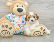 5 week old Cavachon Puppy For Sale - Florida Fur Babies