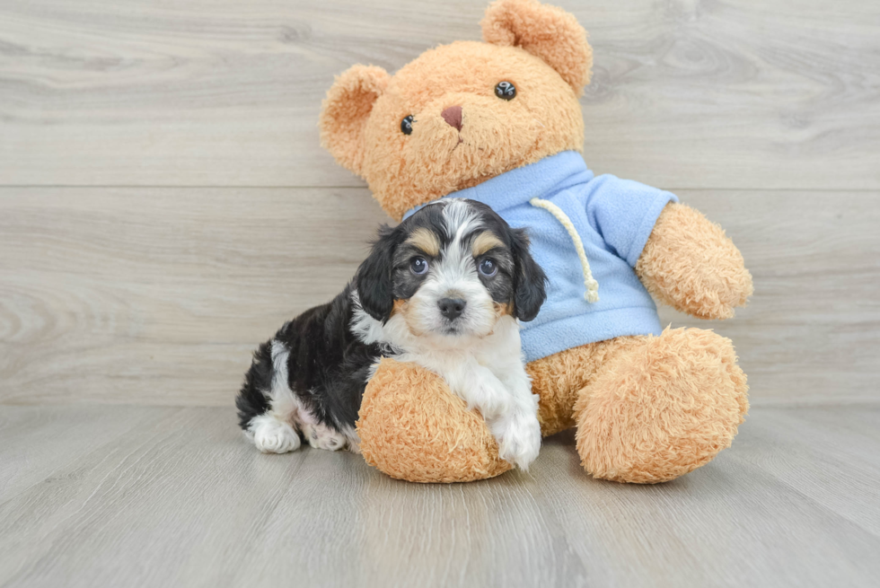 Cavachon Pup Being Cute