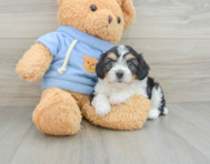 8 week old Cavachon Puppy For Sale - Florida Fur Babies