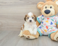 5 week old Cavachon Puppy For Sale - Florida Fur Babies