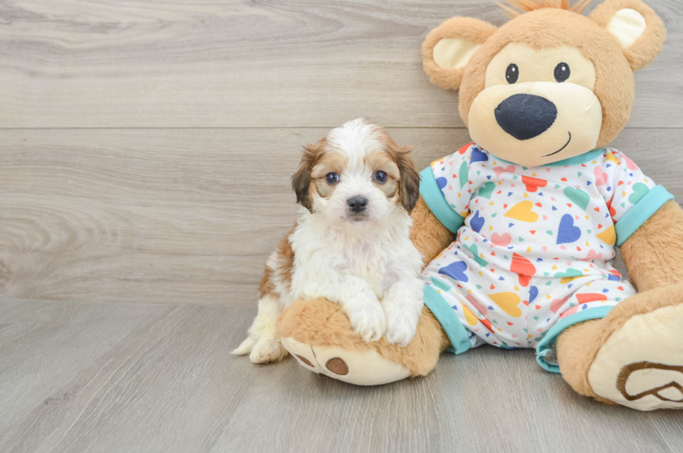 5 week old Cavachon Puppy For Sale - Florida Fur Babies