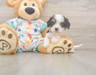 5 week old Cavachon Puppy For Sale - Florida Fur Babies