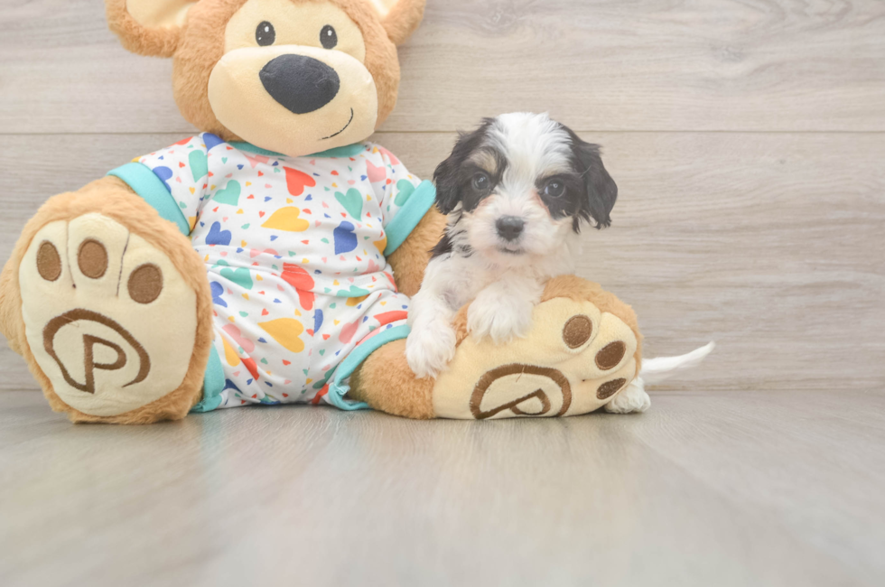 6 week old Cavachon Puppy For Sale - Florida Fur Babies