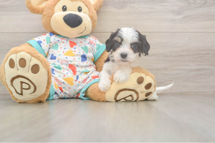 Meet Jerry - our Cavachon Puppy Photo  1/3 - Florida Fur Babies Popular Cavachon Designer Pup