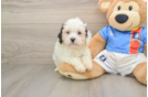 Fluffy Cavachon Designer Pup