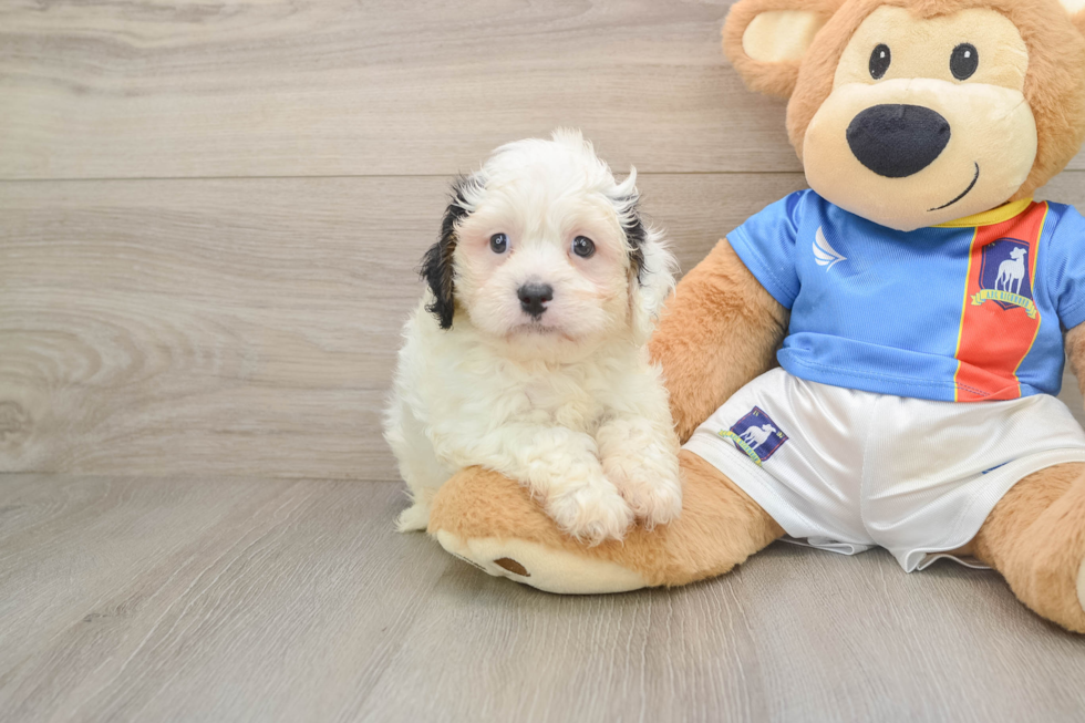 Fluffy Cavachon Designer Pup
