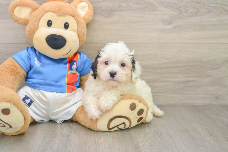 Funny Cavachon Designer Pup