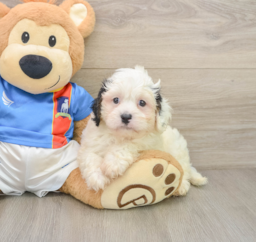 6 week old Cavachon Puppy For Sale - Florida Fur Babies