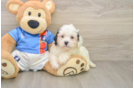 Funny Cavachon Designer Pup