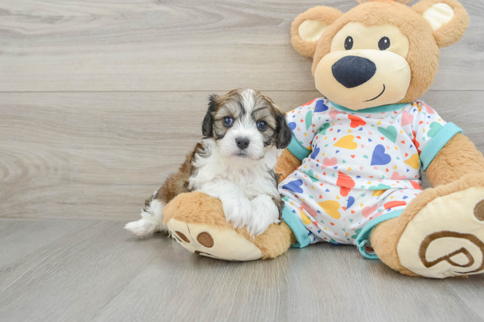 Cavachon Pup Being Cute