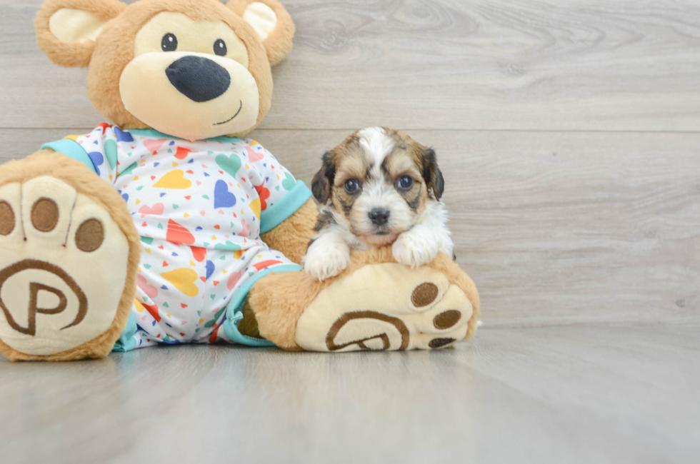 6 week old Cavachon Puppy For Sale - Florida Fur Babies