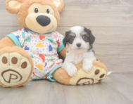 5 week old Cavachon Puppy For Sale - Florida Fur Babies