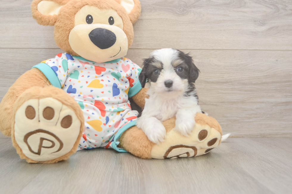 6 week old Cavachon Puppy For Sale - Florida Fur Babies