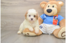 Funny Cavachon Designer Pup