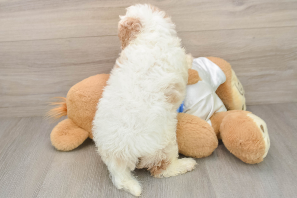 Cavachon Puppy for Adoption