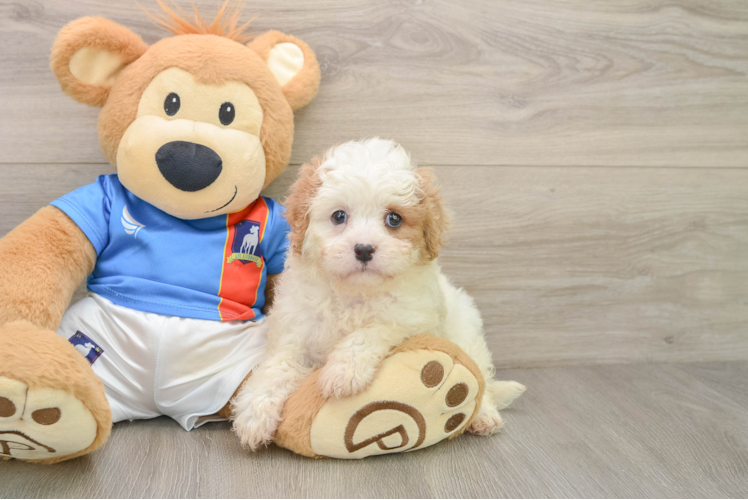 Best Cavachon Baby