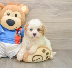 6 week old Cavachon Puppy For Sale - Florida Fur Babies