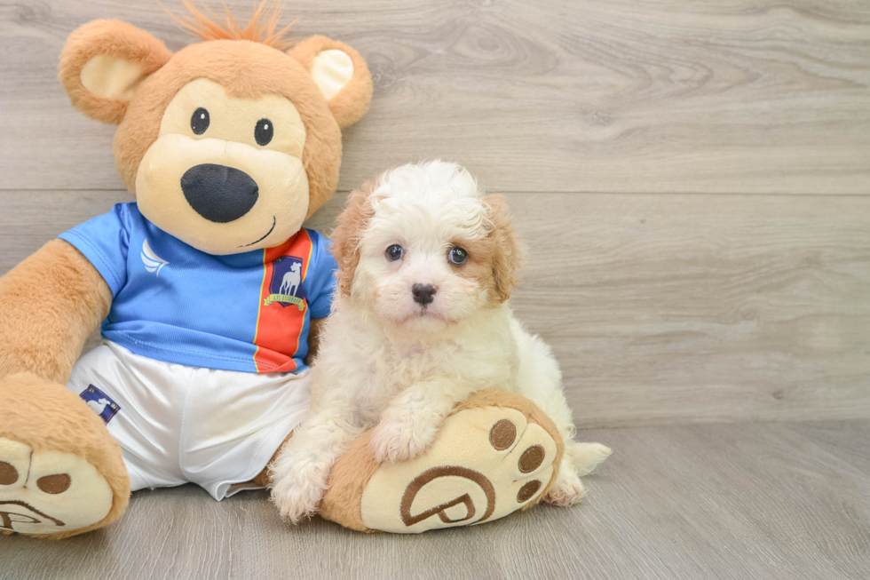 Best Cavachon Baby