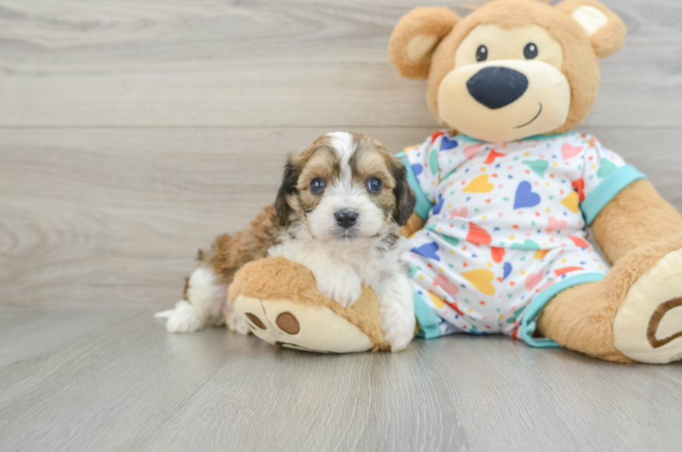 6 week old Cavachon Puppy For Sale - Florida Fur Babies