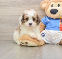 6 week old Cavachon Puppy For Sale - Florida Fur Babies