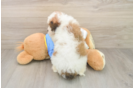 Cavachon Puppy for Adoption